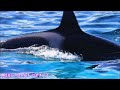 ラビーちゃんファンサ撮影会？ 鴨川シーワールド シャチ kamogawa sea world