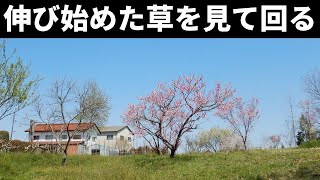 459：2304　染井吉野、陽光桜、桃が満開、雑草が伸びて草刈開始が近づく