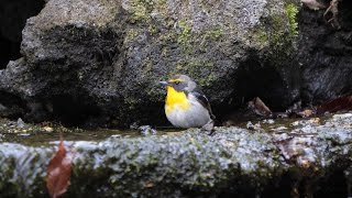 山中湖 大洞の泉のキビタキ（雄・若鳥）の水浴び　その７（4K60P動画）