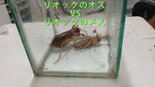 昆虫バトルシリーズ　リオック　オス　VS リオック　メス