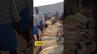 14000  tirupati sheeps Market #goat #bannursheep #viral #sheepfarming