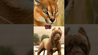 PITBULL VS SNOW LEOPARD,CARACAL,SERVAL CAT,BOB CAT,(SIZE COMPARISON)