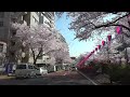 【４k動画】東京文京区播磨坂の桜並木 2015