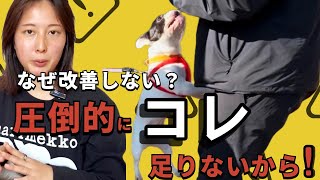 【お散歩トラブル】吠えや引っ張りが良くならないのは圧倒的に〝学習量〟が足りないから！