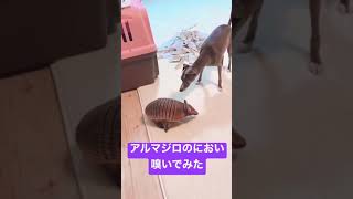 アルマジロのにおい嗅いでみた