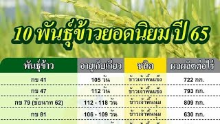 10พันธุ์ข้าวที่นิยมปลูกปี65