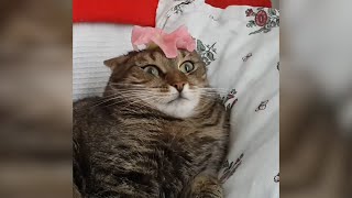 Most Viral Cats of the Internet | FUNNIEST s 😂