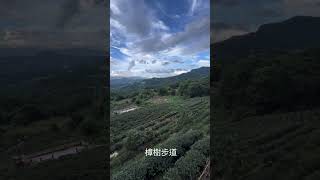 台北貓空纜車貓空站的樟樹步道茶園