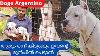 നായ വർഗ്ഗത്തിലെ ഒറ്റയാൻ|Dogo Argentino Dogs Kennel|Dogo Argentino Puppies|Labrador Puppy Kennel