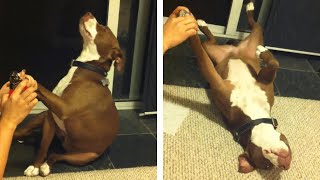 overdramatic dog faints while a lady tries to cut its nail - 1067380