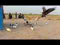 how to make pigeon trap fancy kabootar sale in punjab simple pigeon loft design ideas kabutar flying