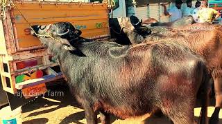 SARDAR NAGAR BUFFALO MARKET II సర్దార్ నగర్ గేదెల మార్కెట్