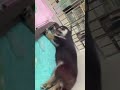 【柴犬2ヶ月】国宝級にかわいい黒柴の赤ちゃんの寝姿