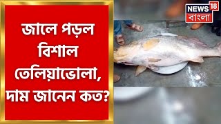 Digha এর মোহনায় উঠল বিশাল ওজনের তেলিয়াভোলা, বাজারদর শুনলে আঁতকে উঠবেন | Bangla News