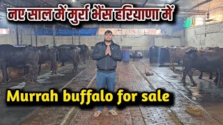 First \u0026 Second lact.  murrah buffalo /Pandit Dairy farm Karnal Haryana/buffalo dairy farm business