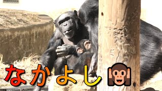 なかよしチンパンジーたち。ほんとかよ？　多摩動物公園　チンパンジー