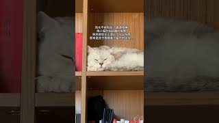 萌宠日常记录 #萌宠出道计划 #猫咪 #记录猫咪日常 #我和我的猫