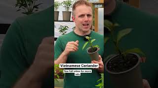 Vietnamese Coriander - easier to grow than ‘normal coriander’