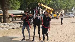 Mehsana horse show 2025 tha horse fest all stallion