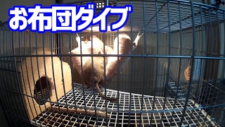 またお布団が落っこちてたので綺麗にしてエサを置いたら、デグーがダイブしたｗ【デグー成長日記】