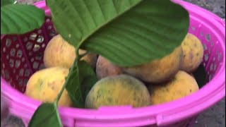 SANTOL OR COTTON FRUITS