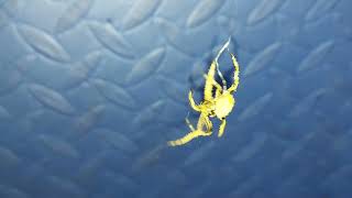 Spider fighting | tigre vs leon isang sakmal patay agad #batang90s