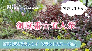 【グランドカバーで雑草対策】【おすすめ宿根草・多年草５選】【花もリーフも素敵】【簡単な増やし方】ガーデニング/庭づくり