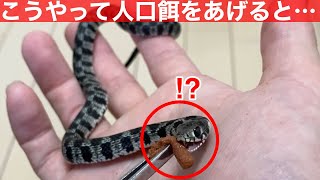 赤ちゃん蛇をハンドリング＆餌やりした結果…#13【EUヤマカガシ♂の飼育】♦️The result of handling and feeding baby snakes ... natrix