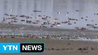 중국도 폭염에 몸살...물고기 떼죽음·붉게 물든 호수 / YTN