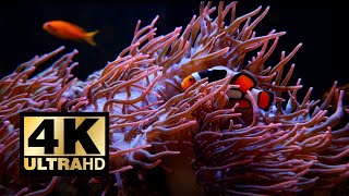 White Noise Underwater Sounds | 1 Hour 4K For Sleeping & Study | Calm & Relaxing Tropical Fish Tank