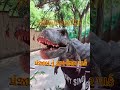 🙄પંજાબ નું ડાયનોસર પાર્ક dynasore dynasorepark jurassic park jurassicmuvis viralvideo shots viral