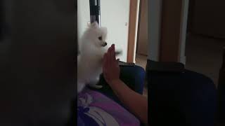 ハイタッチを覚えたポメラニアンのきなこさん #puppy #pomeranian