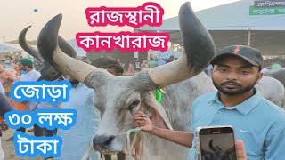 রাজস্থানী *কানখারাজ* দাম জোড়া ৩০ লক্ষ টাকা √ বিস্তারিত জানতে দেখুন l প্রানি সেবা সপ্তাহ ২০২৪