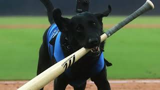 Ripken, beloved dog to NC State and Durham Bulls fans, dies on New Year's Day