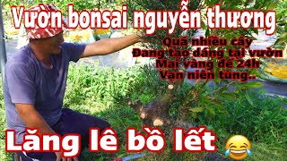 vườn bonsai nguyễn thương -  chia sẽ cách làm cụm rừng bonsai - cây đa thân