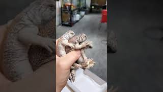 Erecting tower with Uromastyx Thomasi - Cute liazard