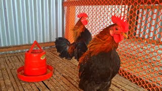 red jungle fowl rooster crowing