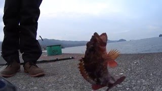 餌釣りでカサゴが釣れた！Sebastiscus marmoratus fishing