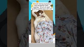 temenin abang tidur dek #kucinglucu #viral #shorts