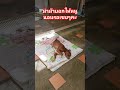 ม่าม๊าบอกให้หนูนอนรอเชยๆคะ ซูซิหมาพิการเดินไม่ใด้ dogslife dog animals pets doglover shorts