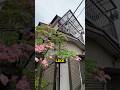 This Abandoned House Near Tokyo Comes With a Beautiful Front Yard 🏠 #shorts #japan