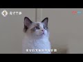 养只布偶猫是怎样的体验 优雅迷人小仙女 还会和狗狗一样等你回家