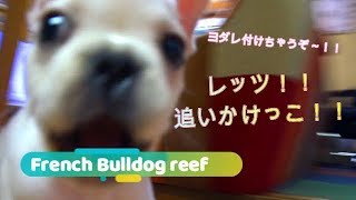 フレンチブルドッグ・リーフちゃん　レッツ！！追いかけっこ！！ヨダレ付けちゃうぞ～！！【French Bulldog】