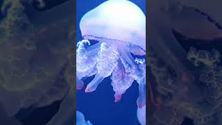 Meduza Deosebita #medusa #jellyfish #ocean