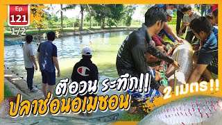 Catch Arapaima with a trawl ระทึก!!! ตีอวนปลาช่อนอเมซอน - เพื่อนรักสัตว์เอ้ย EP.121 [1/2]