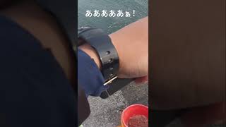 ぶっこみサビキでアジ釣り #shorts #アジ釣り #釣り #fishing #秋田 #秋田釣り #サビキ釣り