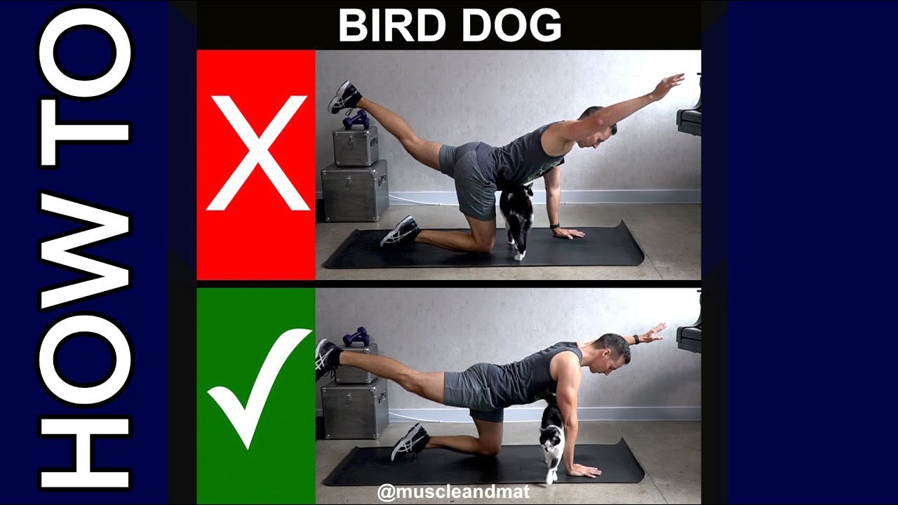 What Muscles Does Bird Dog Work