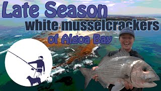 Fishing for late season White Musselcrackers of Algoa Bay