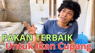 Perbedaan Dan Manfaat Pakan Ikan Cupang