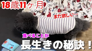 【トイプードル 18歳】もうすぐ19歳のミッキー！あっと言う間にご飯を完食！よく食べる子は長生きするらしい